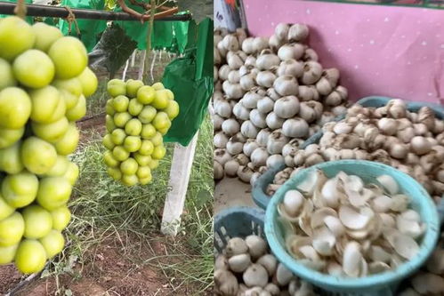 陜西小伙返鄉(xiāng)創(chuàng)業(yè)路 一果一世界，年銷2000萬元背后的奮斗與鄉(xiāng)情